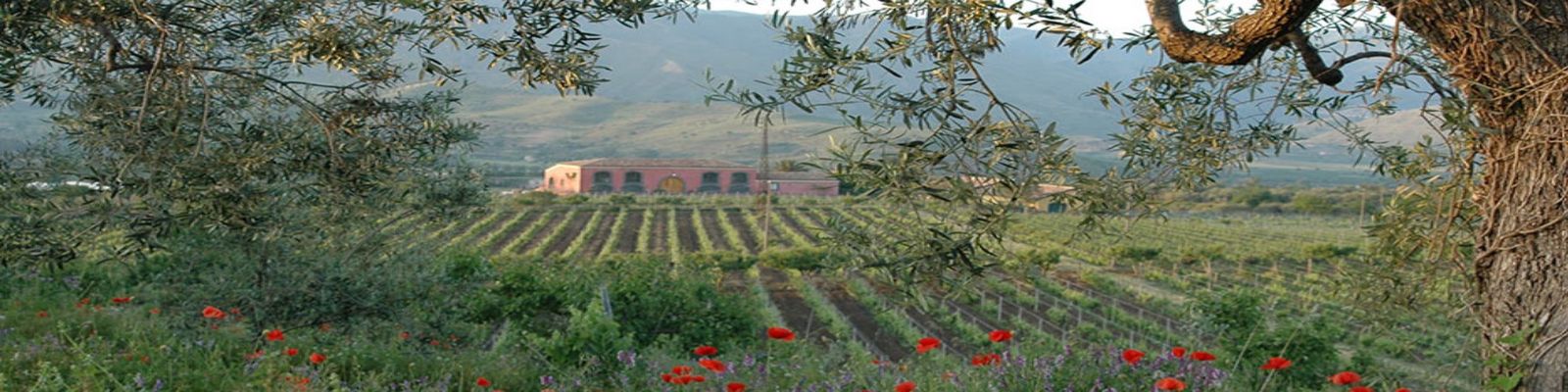 Tenuta delle Terre Nere